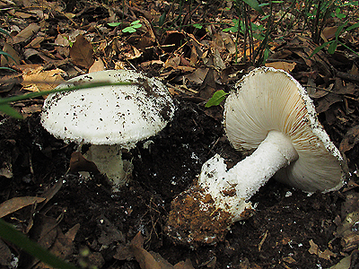 Amanita ovoidea